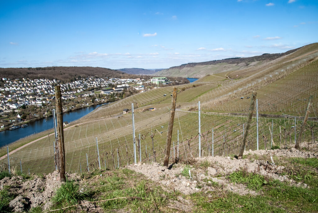 Die Weinbergskulisse am Doctor-Weinberg in Bernkastel-Kues gehört zu den schönsten Fotospots der Stadt.