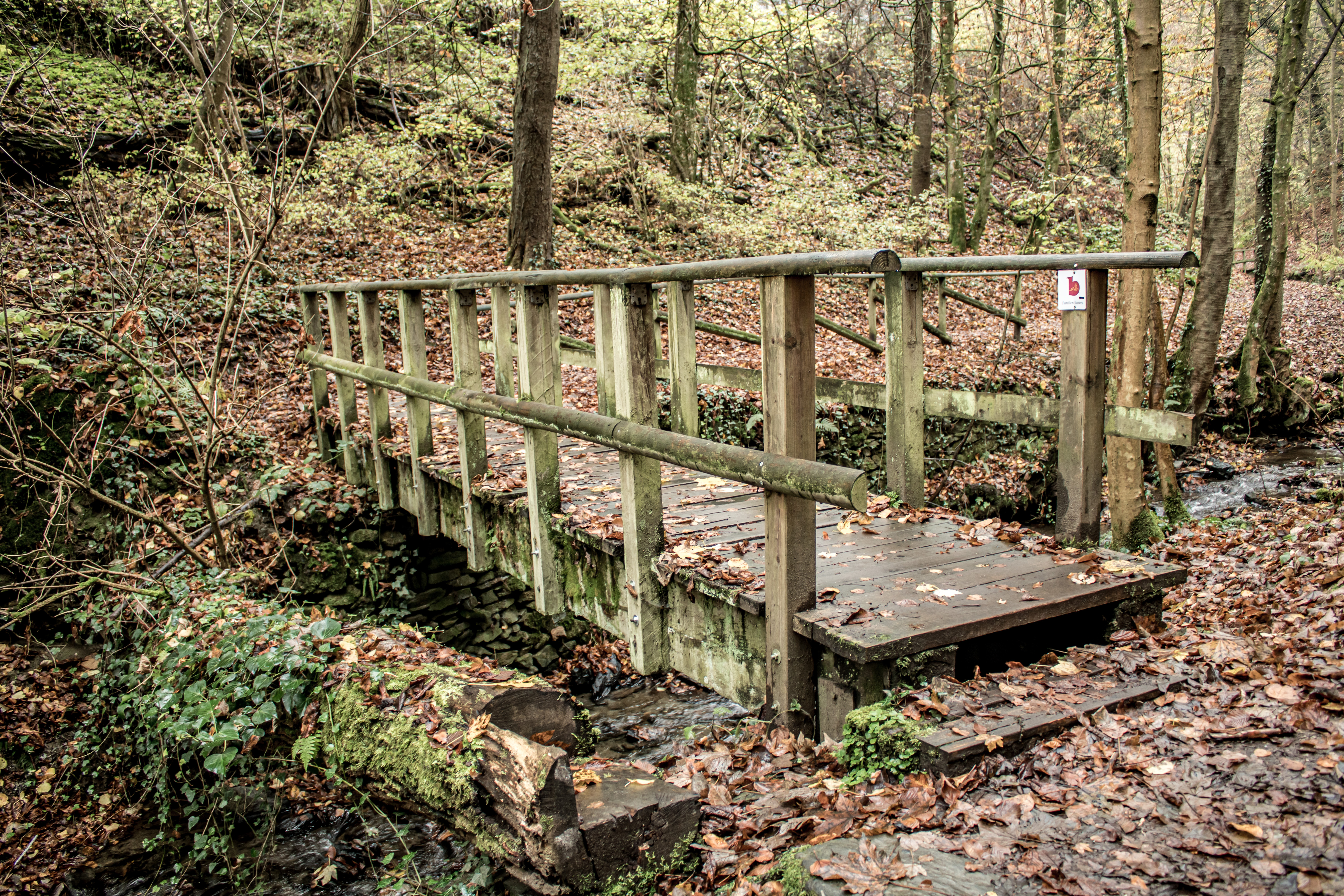 Holzbrücke in einem herbstlichen Wald