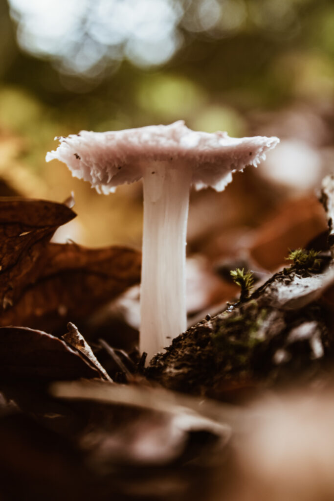 Makroaufnahme eines Pilzes im herbstlichen Wald